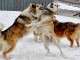 【海外旅行準備】致死率100%の狂犬病対策!世界が恐れる感染症の予防・治療方法