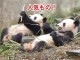 WordPress Popular Postsでカテゴリ別サムネイルつき人気記事一覧!SEO対策にも