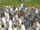 【WordPress】Flickr/Picasa利用者へ!サムネイルやアイキャッチ重複回避方法